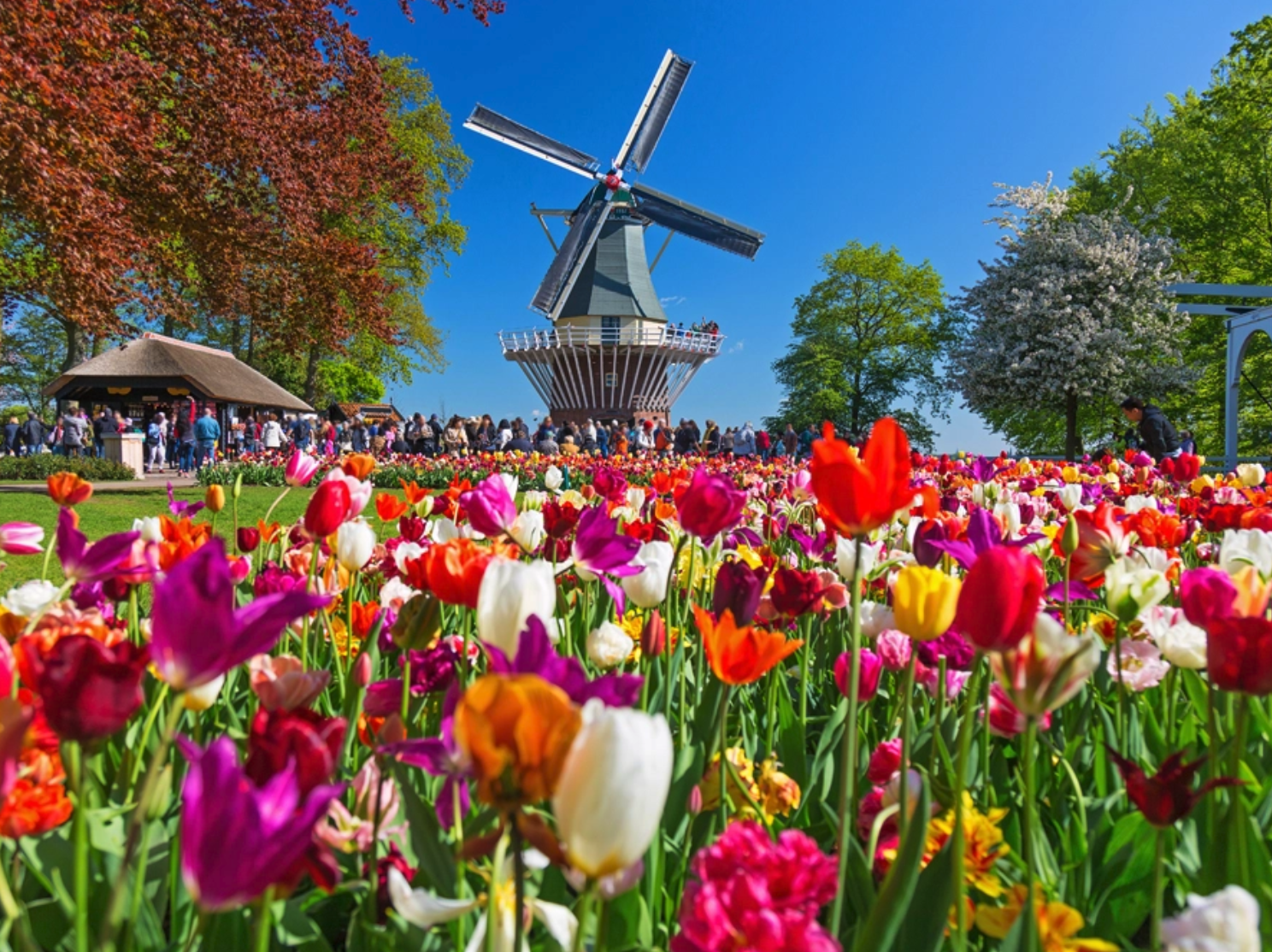 Keukenhof tulips and windmill