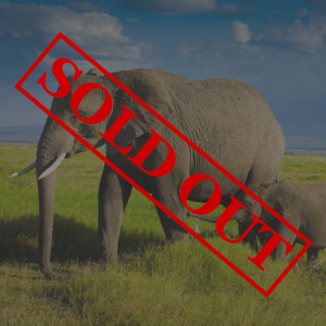 SOLD OUT-An adult and baby elephant walking side by side on the plains in Tanzania