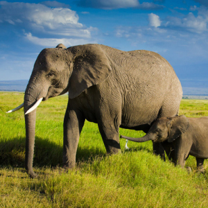 An adult and baby elephant walking side by side on the plains in Tanzania